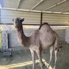 قعود سمين ومقفل شحم ماشاء الله تبارك الله