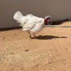 ديك رومي
