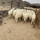 الشميسي طريق الخواجات قبل حوش الجابري يسار