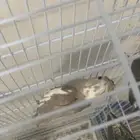 مطير كروان 12 فرده