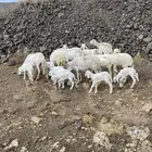 10 ضان حرش عليها 10