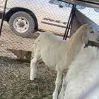 سلام عليكم البيع رخل طيبه شحم فل نضيفه من كل شي