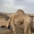 مشدود