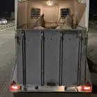 عربة نقل خيل المانيه