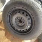جنوط صيني سليمه