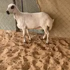 نعجه حايل سمين فل
