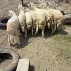 طليان ورخال