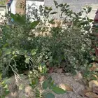 شتلة توت تايلندي قزمي