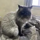 قط ذكر سكوتش للتبني