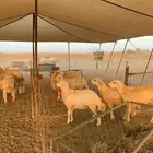 ذبايح حري ذبايح مناسبات