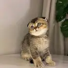 سكوتش فولد بيور