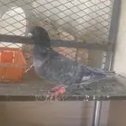 حمام ذكور للبيع. اومن لديه ايناث يعطيني خبر