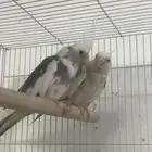 زوج كروان منتج بايد