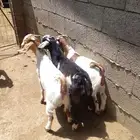 تيوس(تم البيع)