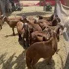 طليان سواكن مرابي فوق 3 شهور