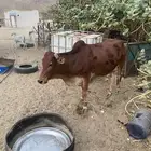 بقره دافع لا 6شهور للتواصل