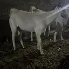 تيس بلدي وضح في صوره