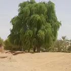 شتلات الغاف الاماراتي ( الغاف الخليجي )