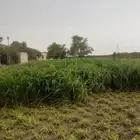 علف بونيكام للبيع ممتاز جدا