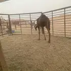 قعود لباني على حليب امة عمرك خمس شهور