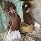 ذكور جاكوبين حمام بلجيكي