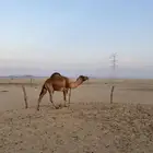 جمل وناقتين للبيع.