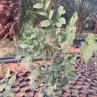 شتلات سدر بلدي من الخرج