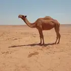 ناقه
