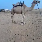 للبيع رحول