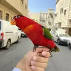 ببغاء لوري نوادر