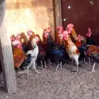 ديوك
