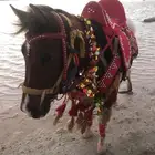 سيسي لليجار
