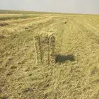 علف رودس