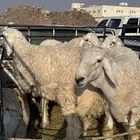 طليان حريه