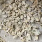 بذور الجعد البري للبيع
