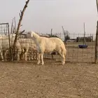 مشروع فحل حري صنف