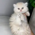 بيرشن هاف بيكي للبيع