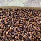 تمر برني العيص