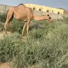 ناقه صفرا رباع لقحه كفو تلد شهر 5