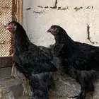 طقم براهما اسود