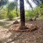 تكريب نخيل   وتحويض نخيل