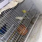 زوج كناري