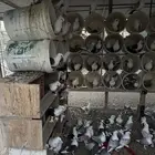 حمام حب الرمان