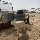 غنم