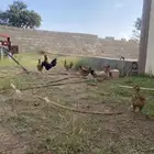 دجاج بلدي