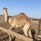 السلام