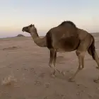 للبيع ناقه خلفه