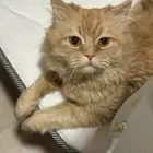 قطط