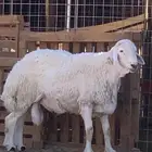 فحل حري طيب مشروط