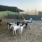 تيوس